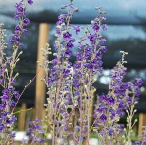 Delphinium exaltatum - Tall Larkspur