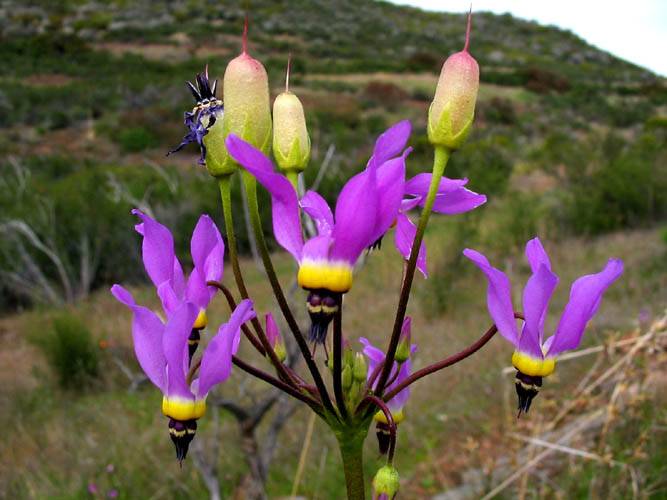 Dodecatheon meadia - Shooting Star
