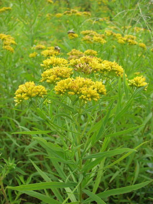 Euthamia graminifolia