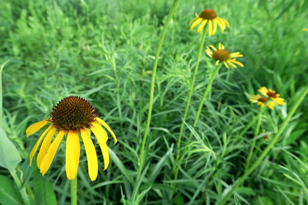 Echinacea paradoxa - Ozark Coneflower