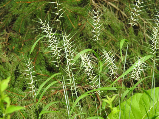 Elymus hystrix