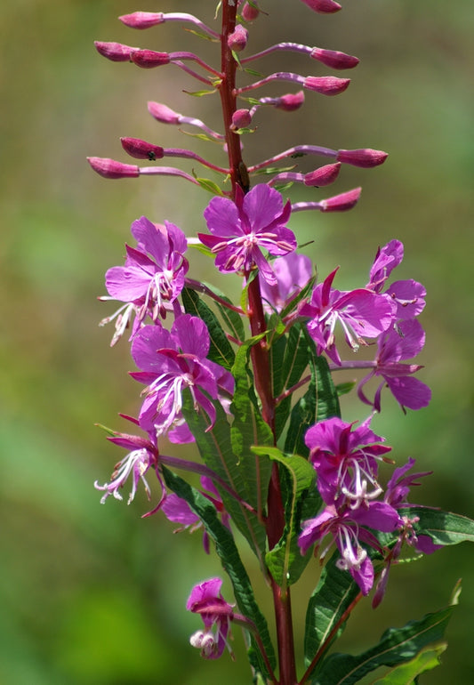 Chamerion angustifolium