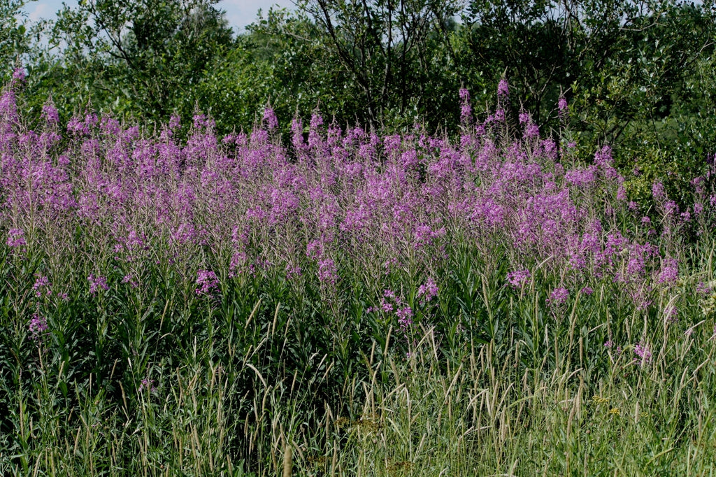 Chamerion angustifolium