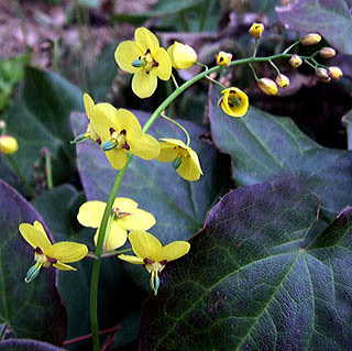 Epimedium pinnatum subsp. colchicum 'Thunderbolt'