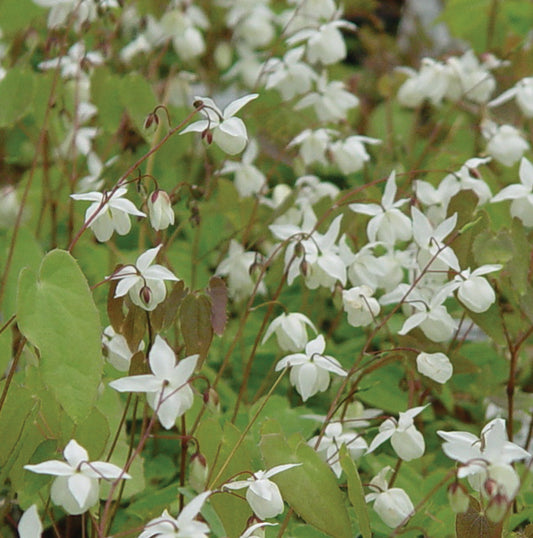 Epimedium x youngianum 'Niveum'