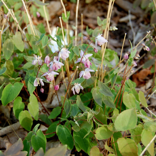Epimedium x youngianum 'Roseum' - Barrenwort cultivar