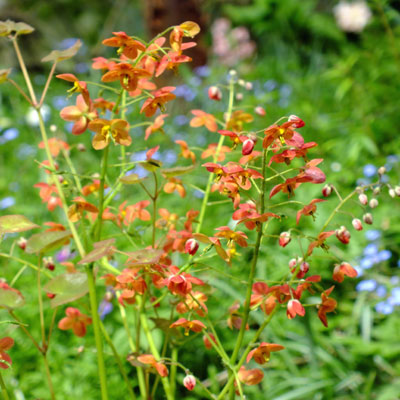 Epimedium warleyense 'Ellen Willmot'