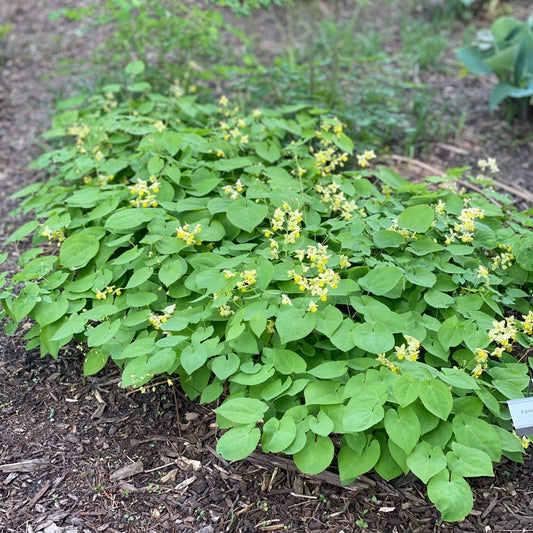 Epimedium x versicolor 'Sulphureum'
