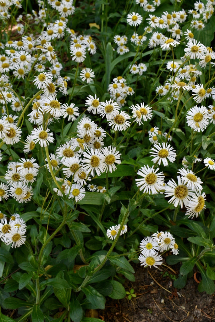Erigeron pulchellus var. pulchellus 'Lynnhaven Carpet' - Robin's Plantain cultivar