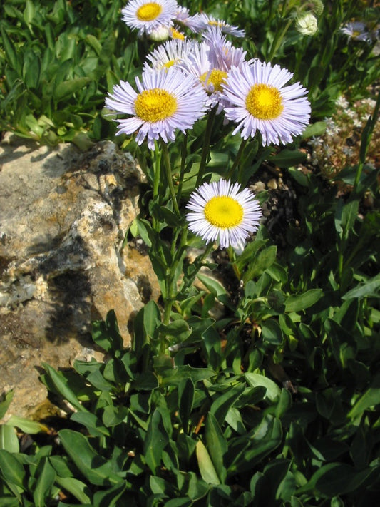 Erigeron pulchellus var. pulchellus 'Lynnhaven Carpet'