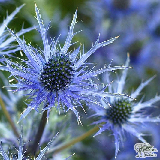 Eryngium x zabelii 'Big Blue'