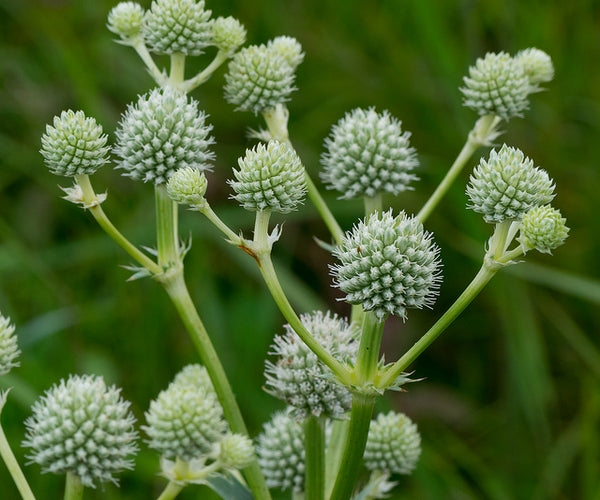 Eryngium yuccifolium - Rattlesnake Master