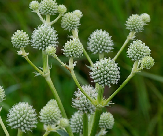 Eryngium yuccifolium - Rattlesnake Master