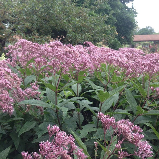 Eutrochium dubium