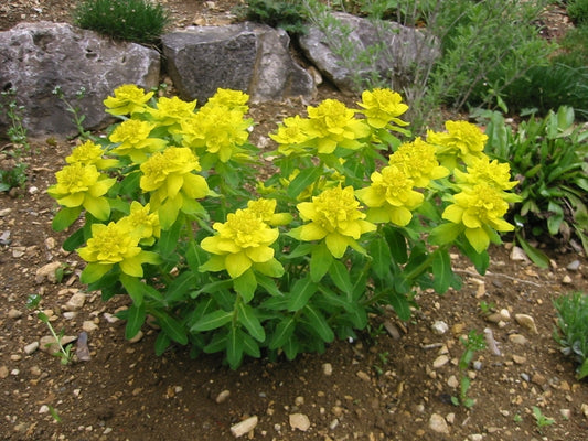 Euphorbia polychroma - Cushion Spurge