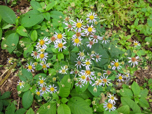 Eurybia macrophylla