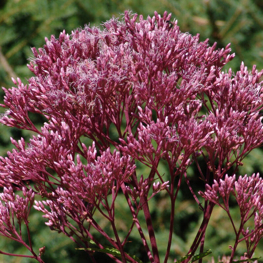 Eutrochium maculatum - Spotted Joe-Pye Weed