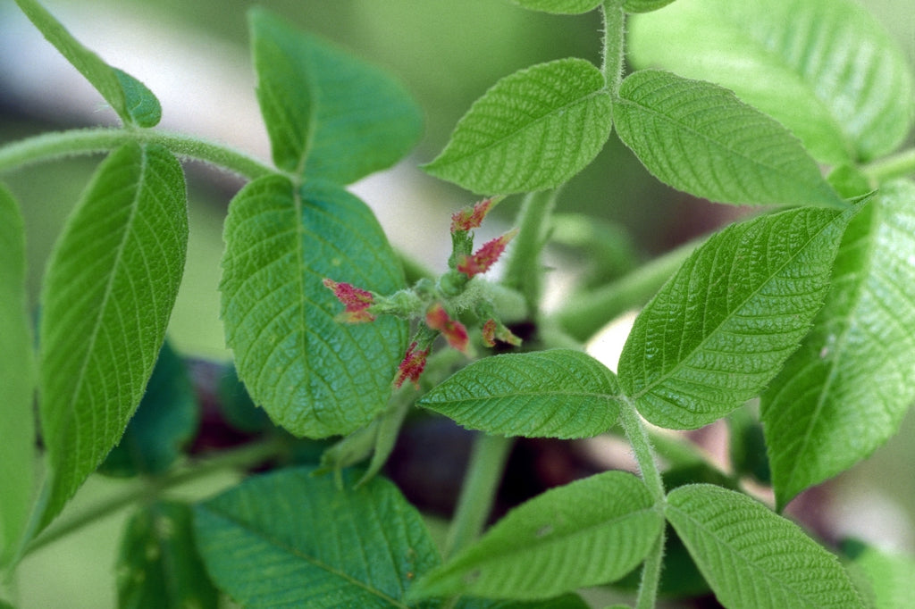 Juglans cinerea - Butternut
