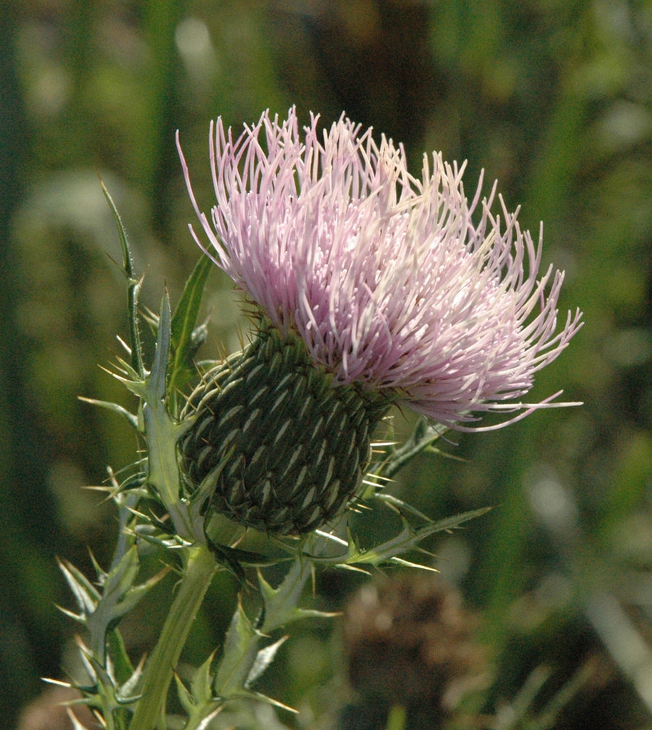 Cirsium discolor - Field Thistle