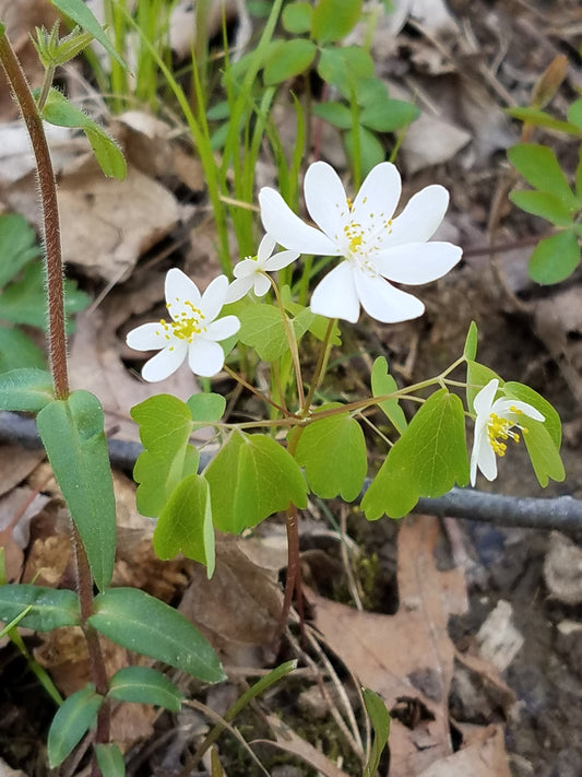 Anemonella thalictroides