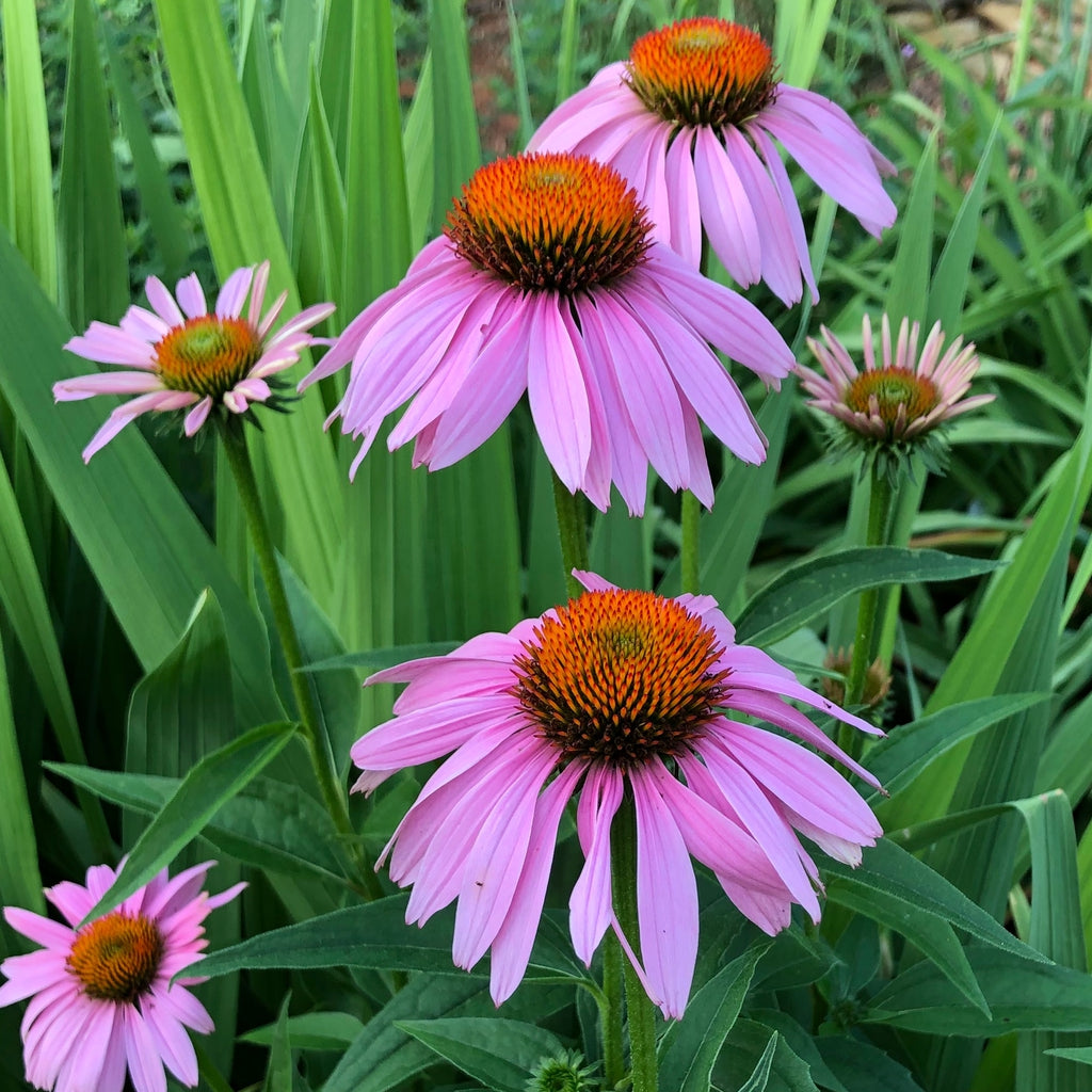 Echinacea purpurea - Purple Coneflower