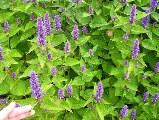 Agastache foeniculum - Anise Hyssop