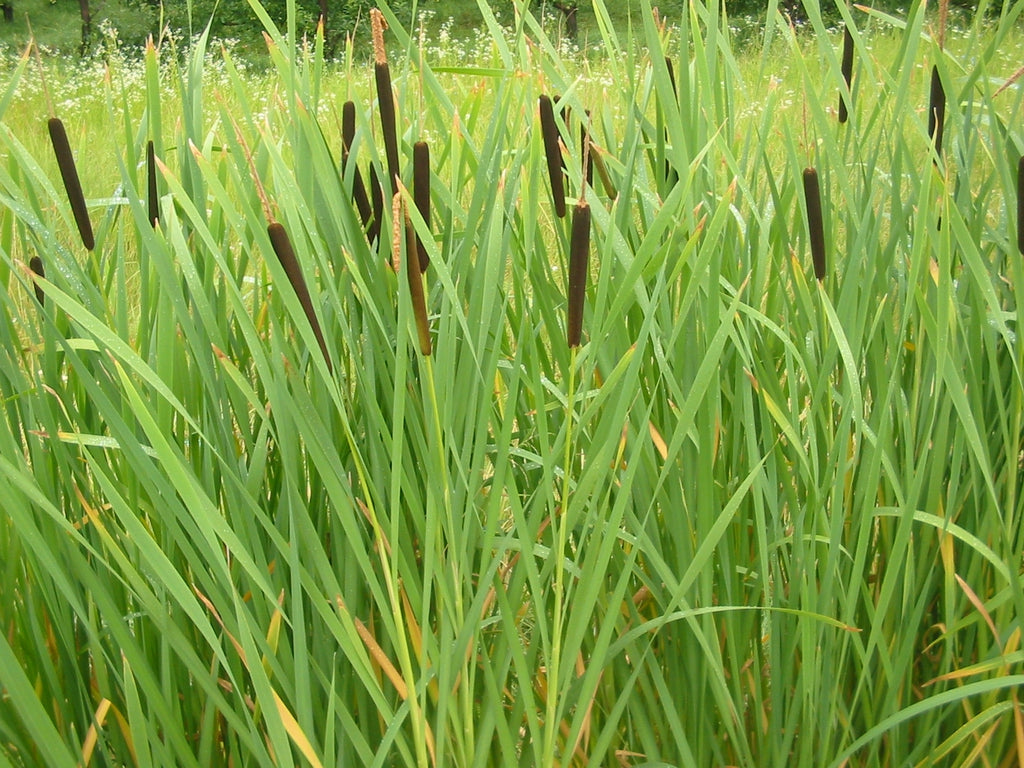 Typha latifolia - Broad-leaved Cat-tail