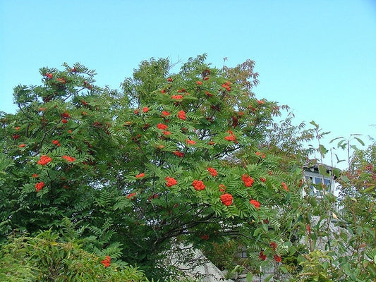 Sorbus americana - American Mountain Ash
