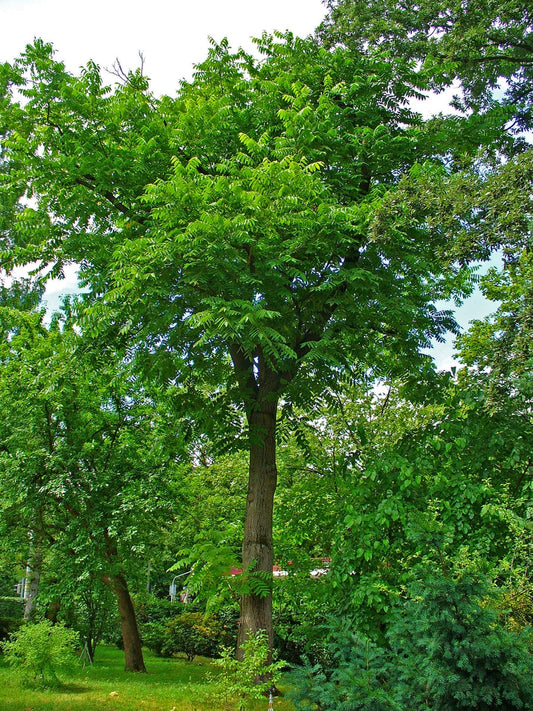 Juglans cinerea - Butternut