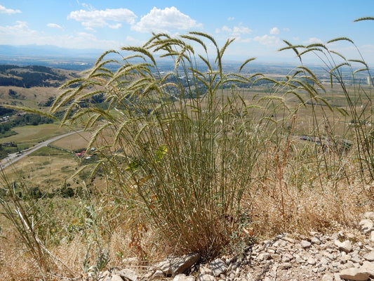 Elymus canadensis