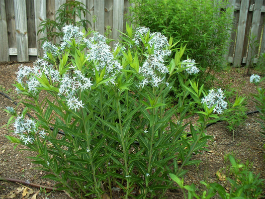 Amsonia tabernaemontana