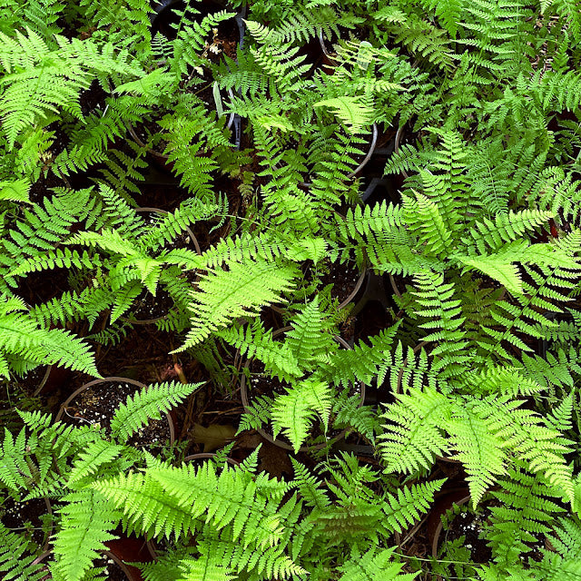 Athyrium filix-femina