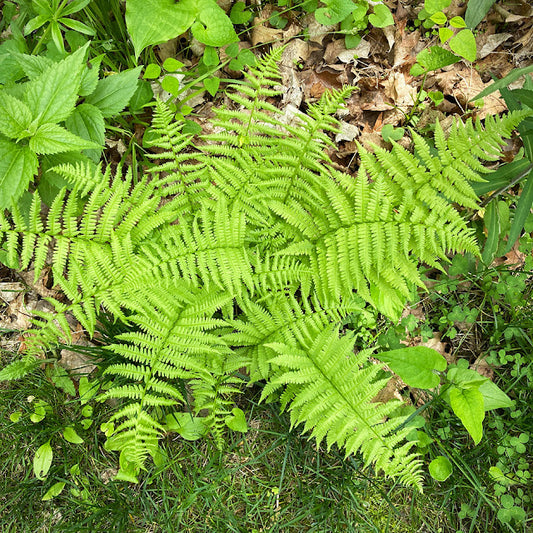 Athyrium filix-femina