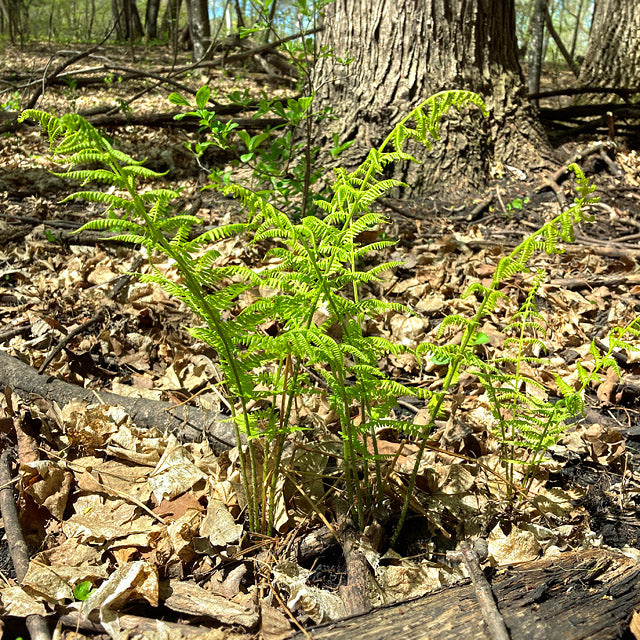 Athyrium filix-femina