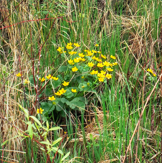 Caltha palustris