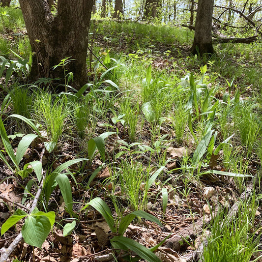 Carex pensylvanica