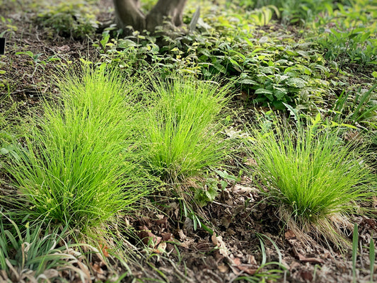 Carex rosea