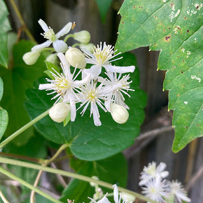 Clematis virginiana