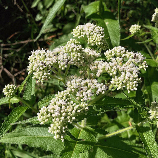 Eupatorium perfoliatum