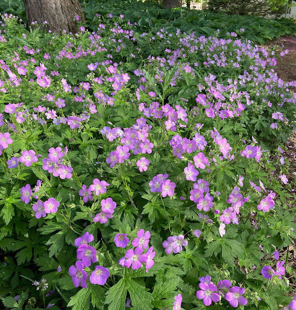 Geranium maculatum