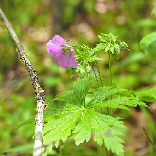 Geranium maculatum