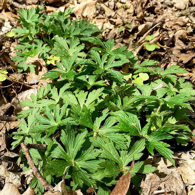 Geranium maculatum