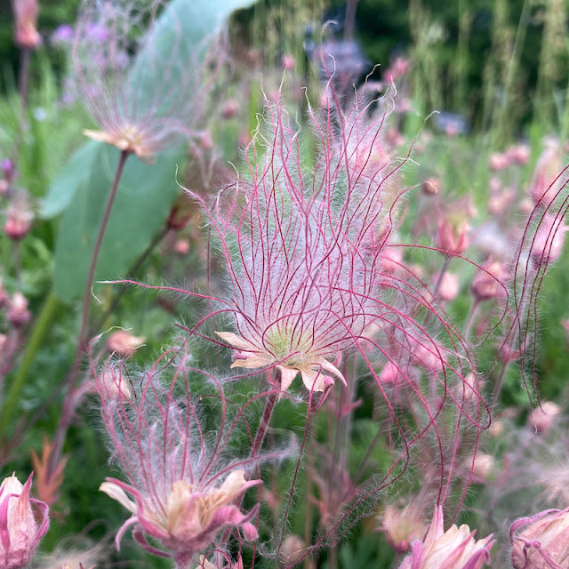 Geum triflorum - Prairie Smoke