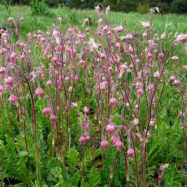 Geum triflorum - Prairie Smoke