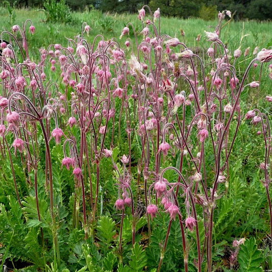 Geum triflorum - Prairie Smoke