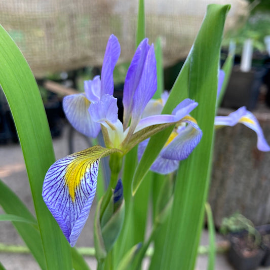 Iris versicolor