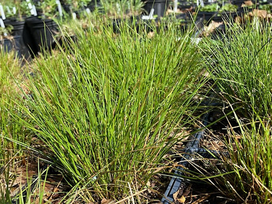 Juncus tenuis