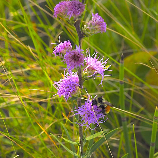 Liatris aspera