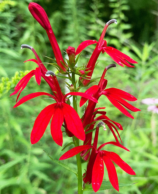 Lobelia cardinalis
