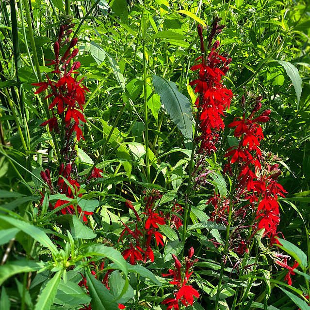 Lobelia cardinalis